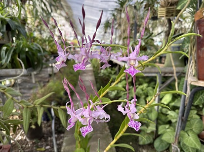 最新入賞花